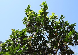 蒲 jambos,樹,玫瑰蘋果