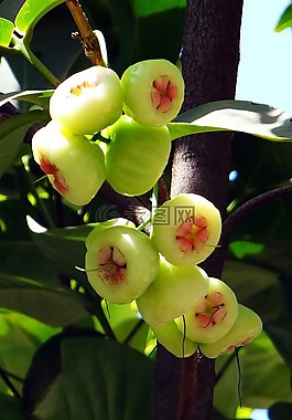 蒲 jambos,樹,玫瑰蘋果