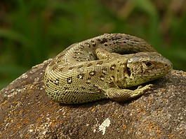 蜥蜴,爬行動物,男性