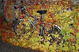 自行車,秋季,葉子