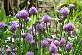 韭菜,開花,紫