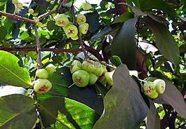 蒲 jambos,樹,玫瑰蘋果