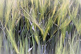 小麥,冬季小麥,字段