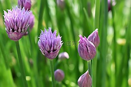 韭菜,開花,紫