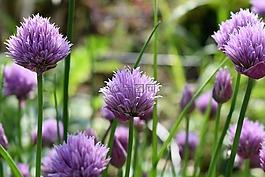 韭菜,開花,紫