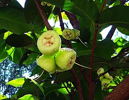 蒲 jambos,樹,玫瑰蘋果