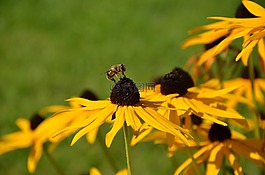 黃色 coneflower,松果菊,蜜蜂