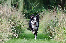 边境牧羊犬,走狗,打电话给