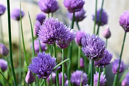 韭菜,開花,紫