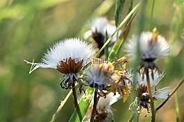 蒲公英,盛開(kāi),開(kāi)花
