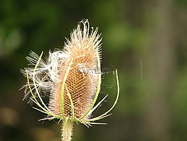 雜草,種子,植物區(qū)系