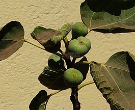 無花果,anjeer,原
