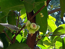 蒲 jambos,樹,玫瑰蘋果