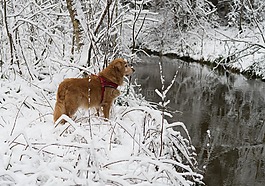 狗,寵物,雪