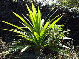 布什,露兜树,amaryllifolius