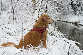 狗,宠物,雪