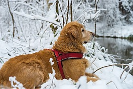 狗,寵物,雪