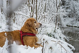 狗,寵物,雪
