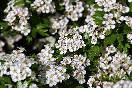 山楂,鮮花,灌木