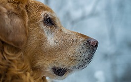 狗,寵物,雪
