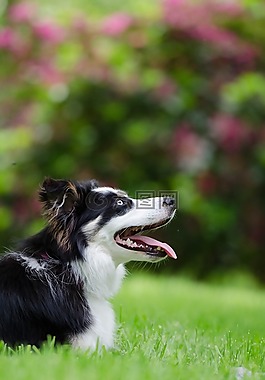 边境牧羊犬,英国牧羊犬,肖像
