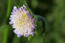 花,羅莎,紫