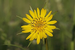 花,黃色,花瓣