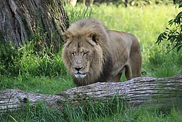 獅子,動物園,華盛頓州西雅圖