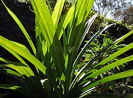 布什,露兜树,amaryllifolius