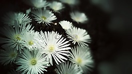 鮮花,春,白