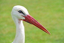 鸛,特寫,鳥