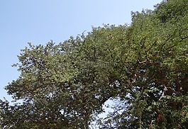 羅望子樹,羅望子,水果