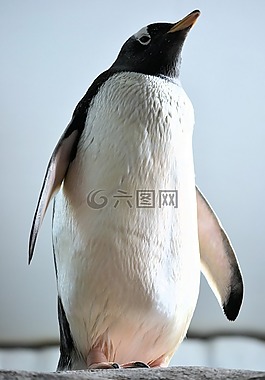 鳥(niǎo),動(dòng)物世界,性質(zhì)