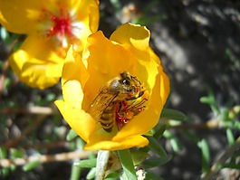 蜜蜂,花卉,黃色