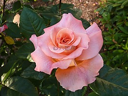 玫瑰,玫瑰綻放,開(kāi)花