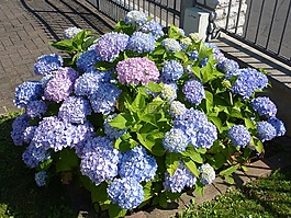 八仙花,溫室繡球,紫
