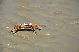 癌癥,海,海灘