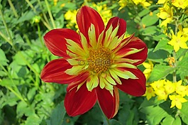 嬌琴紗,花,紅色黃色