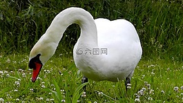 天鵝,吃,草