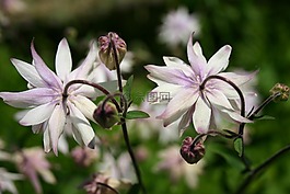 鮮花,紫色的小花,芽