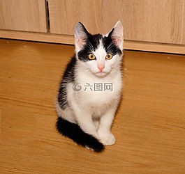 貓,年輕的動物,動物