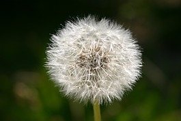 开花,种子,飞行的种子