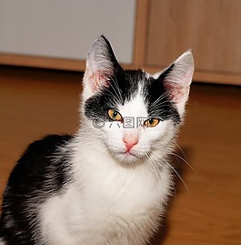 貓,年輕的動物,動物