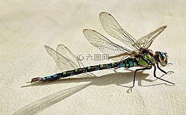 蜻蜓,性質(zhì),動物