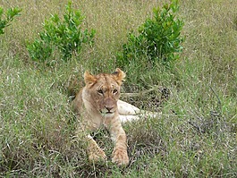 獅子,幼仔,肯尼亞