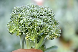 西蘭花,花椰菜,蔬菜
