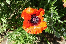 罌粟,花園,6 月