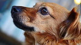 狗,可愛,動物