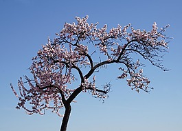 杏仁花,梅花,普法爾茨