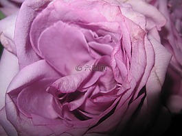 玫瑰,生日,花的